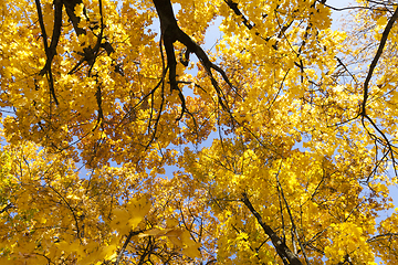 Image showing The beautiful yellow foliage