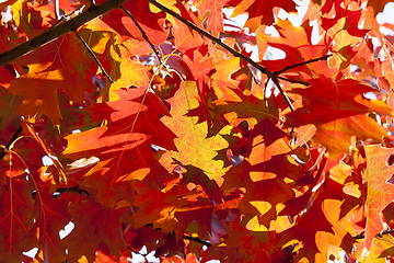 Image showing The reddened oak foliage