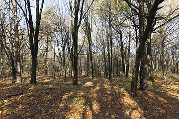 Image showing Hilly terrain with deciduous maple trees