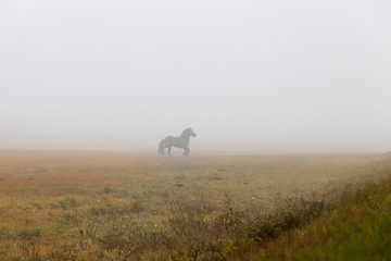 Image showing black horse