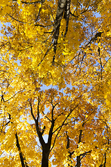 Image showing The beautiful yellow foliage