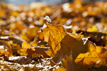 Image showing autumn season