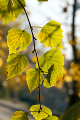 Image showing color of the foliage of trees