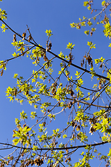 Image showing new foliage and flowers on maple