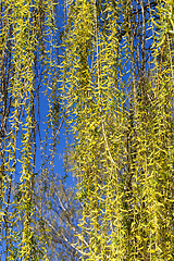 Image showing long green branches of willow