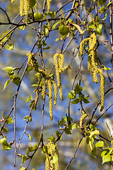 Image showing catkins on birch