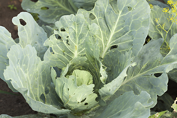 Image showing Fresh head of cabbage