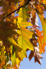 Image showing Oak foliage