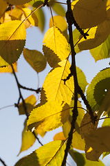 Image showing color of the foliage of trees