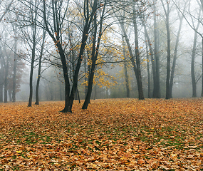 Image showing late autumn in the park