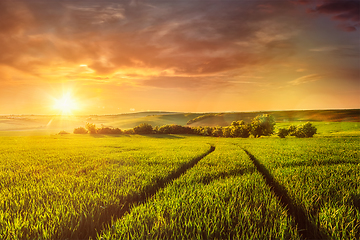 Image showing Sunset in field