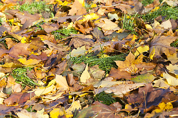 Image showing foliage autumn