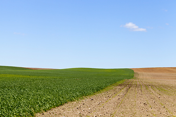 Image showing field grass soil