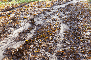 Image showing forest foliage flush soil