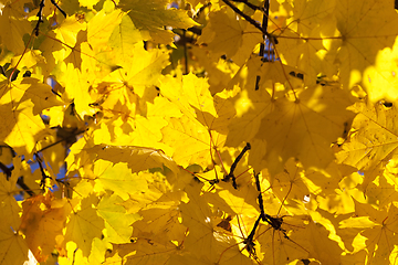 Image showing autumn tree background