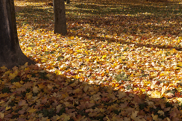 Image showing Trunk of a tree