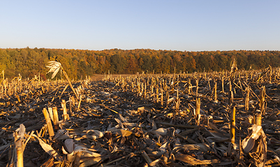 Image showing Corn in the field