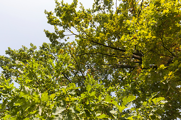 Image showing Oak in early autumn