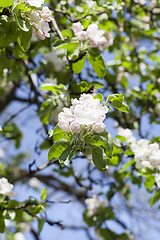 Image showing White apple flower