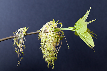 Image showing Flower maple