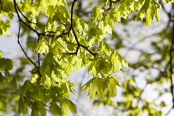 Image showing First foliage