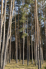 Image showing Pine forest old