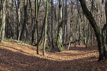 Image showing Autumn park