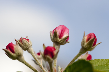 Image showing Red buds of apple