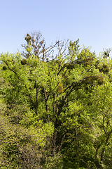 Image showing Spring forest landscape mistletoe