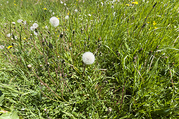 Image showing dandelion spring