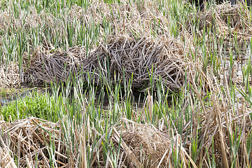 Image showing Mowed dry grass