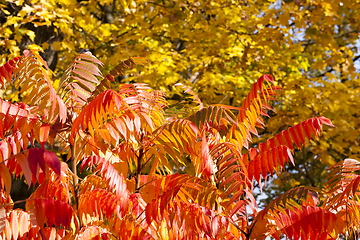 Image showing Multicolor red yellow tree