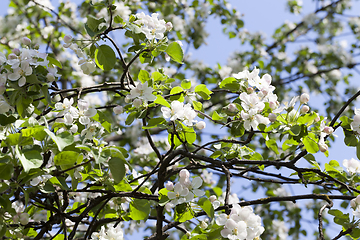 Image showing white apple flower