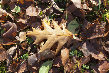 Image showing Fallen leaf oak forest.