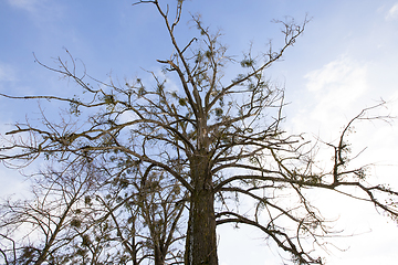 Image showing Mistletoe growing on the branches of a tree