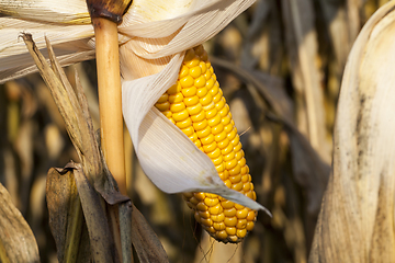 Image showing yellow corn cob