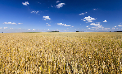 Image showing Landscape wheat golden