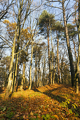 Image showing Sunny autumn forest