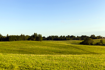 Image showing Sunset Dawn hill forest tree