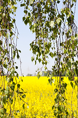 Image showing Birch rape flower