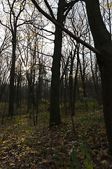 Image showing Autumn forest