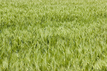 Image showing Green fields