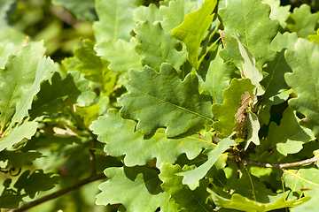 Image showing Green forest oak ecology