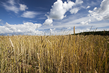 Image showing Yield field rye