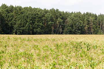 Image showing Corn Forest