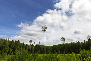 Image showing Landscape forest