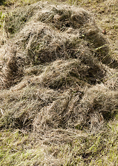 Image showing pile of dry grass