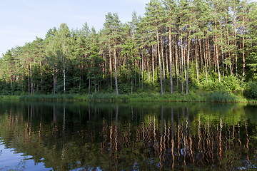 Image showing forest Reflection