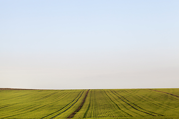 Image showing field for plants