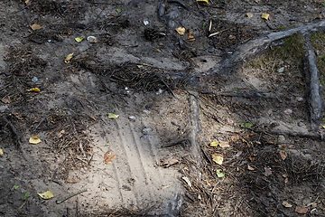 Image showing Soil root of a tree